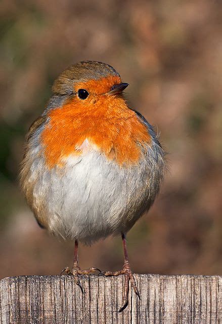 46 Best Robin Redbreast Images On Pinterest Robins European Robin