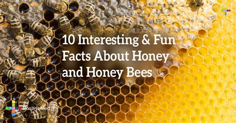 10 Interesting And Fun Facts About Honey And Honey Bees