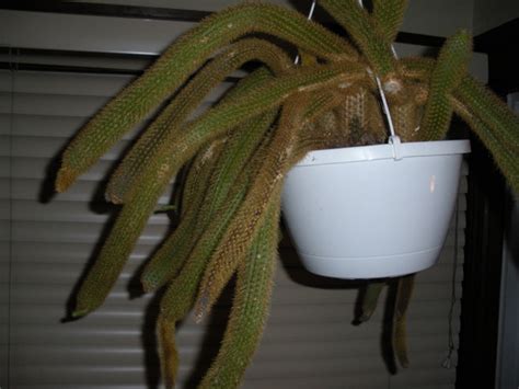 Knowing how long it takes to grow a cactus can help you manage expectations and better care for your cactus along the way. Hello! I have a monkey tail cactus whose stems are all ...