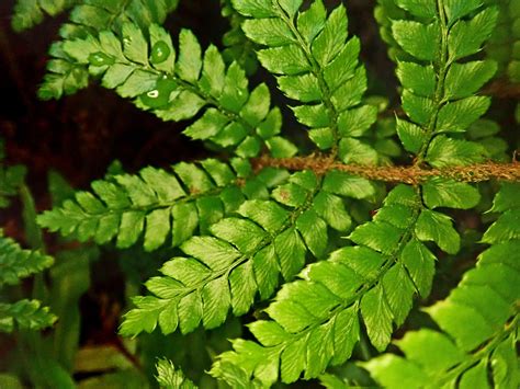 Fern Foliage Leaf Free Photo On Pixabay