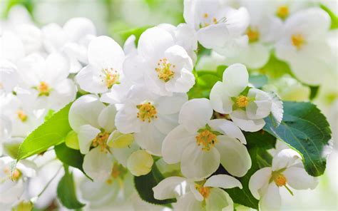 Hd Cherry Blossoms Flowers White Petals Leaves Branches