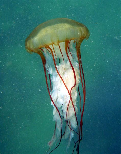 Pacific Sea Nettle Vic High