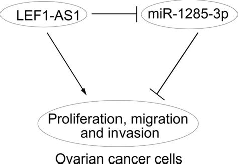 Full Article LncRNA LEF1 AS1 Promotes Ovarian Cancer Development