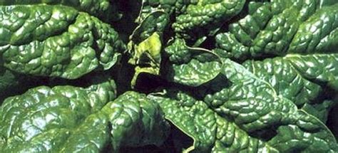 La portulaca (portulaca oleracea l.) è una pianta erbacea succulenta della famiglia delle portulacaceae. Vendita piantine di Spinacio online