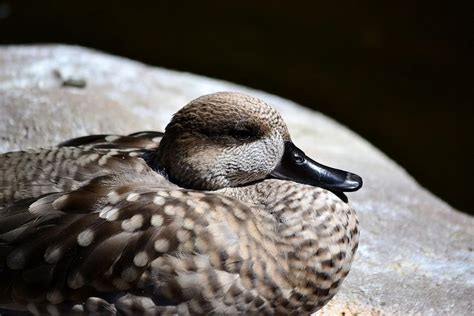 Marbled Teal Duck Photograph By Krystal Goldie Fine Art America