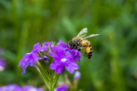 Mutualism, the association between organisms of two different species in which each benefit. Examples of Mutualism - Biology Wise