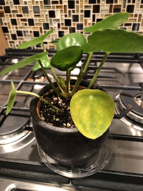 Yellowing leaves, wet potting mix: One of the leaves on my Chinese money plant seems to be ...