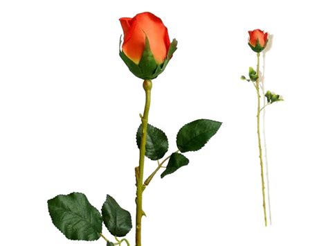 Long Stem Roses Pictures Clipart Best