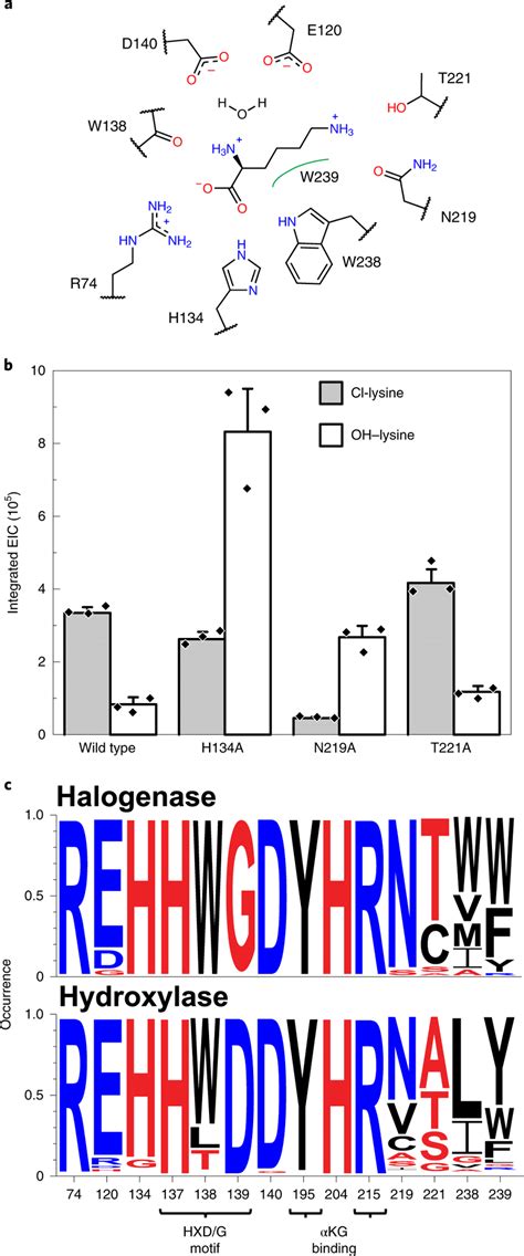 Alanine Scan Of Active Site Residues A Lysine Binding Residues Of