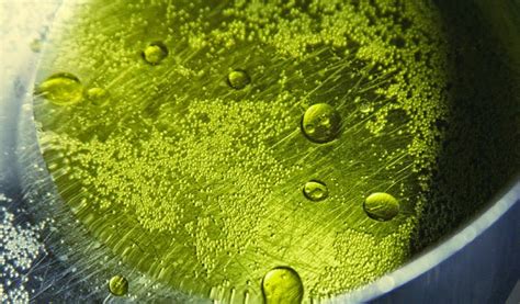 el blog de arecetas diccionario de terminos en el aceite de oliva