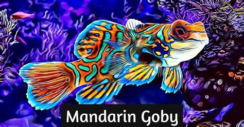 Mandarin Goby Info And Care Auquarium Fish Keepers