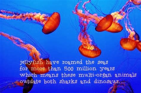 Ten Astonishing Facts About Ocean Animals You Probably Dont Know