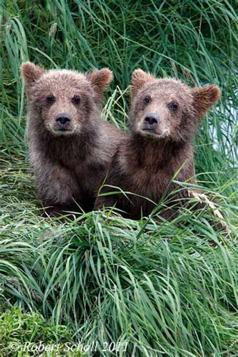 17 Best Images About Bear Cubs On Pinterest Baby Polar