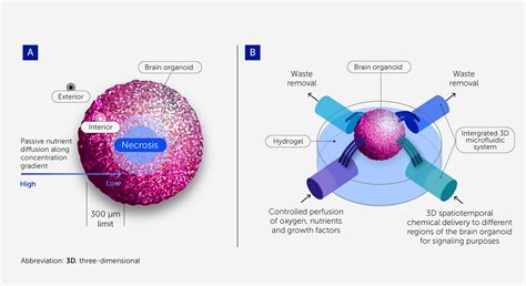 Frontiers Organoid Intelligence Oi The New Frontier In
