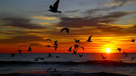 Earth Flock Of Birds Flying Horizon Ocean Sea Seagull Silhouette Sky