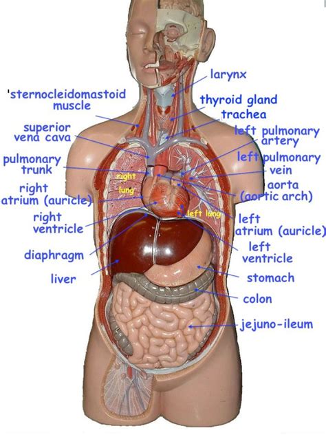 Anatomy Human Torso Model Labeled Organs The Digestive System Consists Of A Series Of Connected