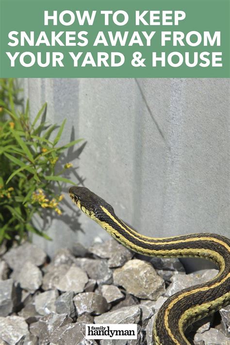 How To Keep Snakes Away From Your Yard And House Keep Snakes Away