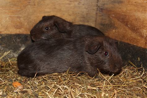For Sale Bere Valley Cavies