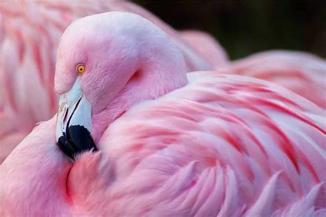 Y Are Flamingos Pink