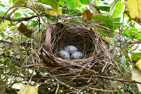 Wood ducks, grosbeak, pileated woodpeckers and many more. Northern Cardinal Nest - Seashore to Forest Floor