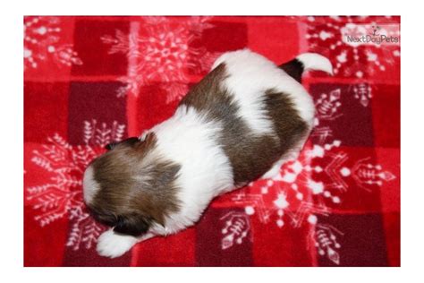 All of them are so cute anyways. Colby: Shih Tzu puppy for sale near Sioux City, Iowa. | 79341105-bf01