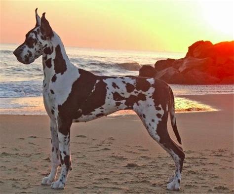 Contact west virginia great dane breeders near you using our free great dane breeder search tool below! Ohana Danes in Virginia | Find your Great Dane Puppy | Good Dog in 2021 | Great dane dogs, Great ...