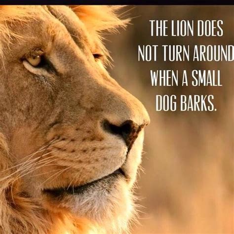 The Lion Does Not Turn Around When A Small Dog Barks Dog Barking