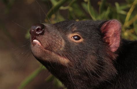 These mammals are carnivores eating birds, insects, frogs, and carrion (dead animals). Tasmanian Devils - Wild Animals News & Facts by World ...