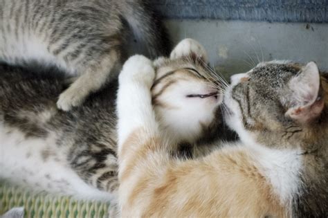 Mother Cat Cleaning Kitten Free Stock Photo Public Domain Pictures