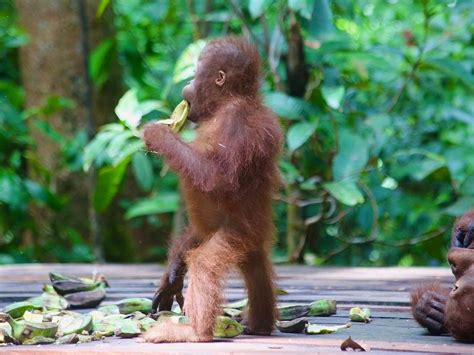 Borneo Eco Tour Pangkalan Bun Tutto Quello Che Cè Da Sapere