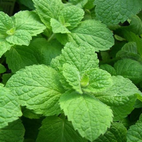 Apple Mint Mentha Suaveolens Uses Health Benefits And Pictures