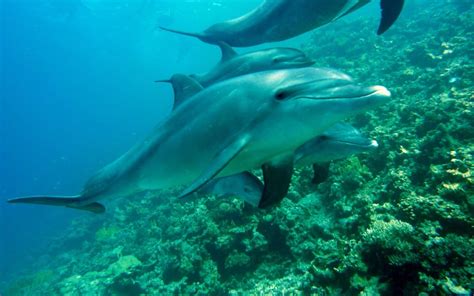 Dolphin Anatomy National Marine Mammal Foundation