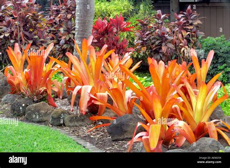 A Variety Of Bromeliads Maui Tropical Plantation Maui Hawaii Garden