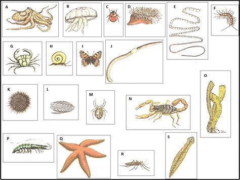 animais invertebrados imagens