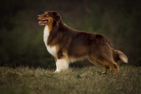 Rüden Mystic Highlands Australian Shepherds