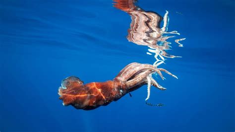 Giant Squid The Real Life Ocean Kraken Live Science