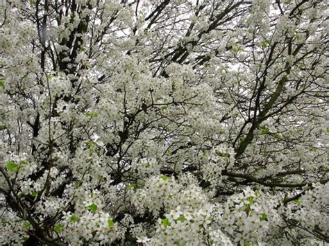 Spring Tree Flowers White Trees Free Nature Pictures By Forestwander