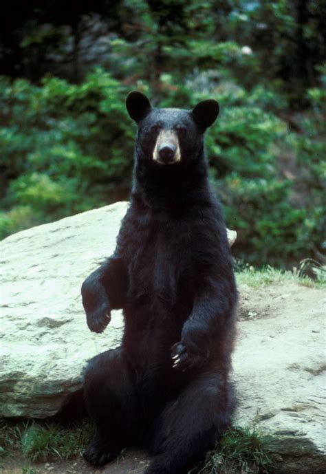 American Black Bear Ursus Americanus 아메리카흑곰 Image Only