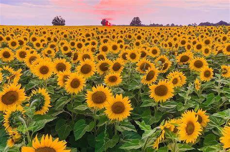 sunflower farms near toronto are set to open this month