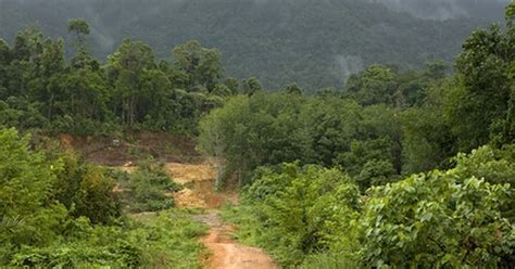 The congolese rainforests cover parts of five countries in africa. Animals Found in the Congo Rainforest | eHow UK