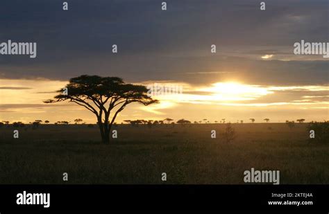 Typical African Golden Sunset With Acacia Tree In Serengeti Tanzania