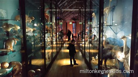 Visit The Natural History Museum In Tring For Free Milton Keynes Kids