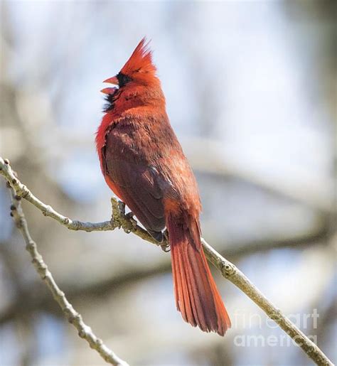 Northern Cardinal By Ricky L Jones In 2020 Northern Cardinal