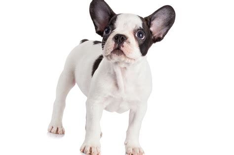 Originario dell'africa centrale, il basenji è una delle razze di cani più antiche esistenti, alcuni pensano addirittura la capostipite della maggior parte delle razze di cani conosciute. Bulldog francese : storia ed origini - tutte le razze di cani,