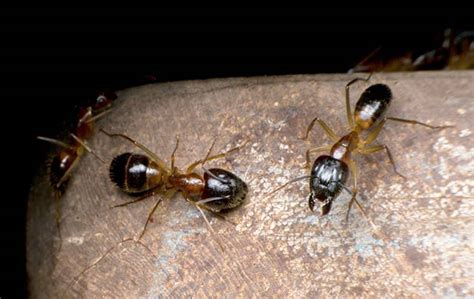How Big A Problem Are Odorous House Ants In West Palm Beach Empire