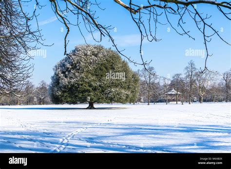 An Oak Tree In A Snowy Park At Greenwich Park London Stock Photo Alamy