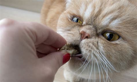 This is one of the. Persian Cat Food - The Best Way To Feed Your Flat Faced Kitty