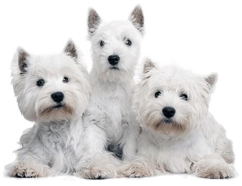 Westies in Need Canada - West Highland Terrier Dog Rescue ...