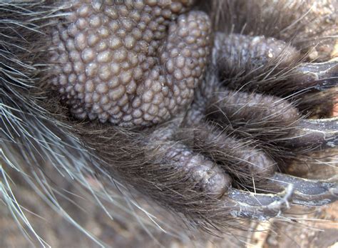 Porcupine Paw By Chocolatetrilobite On Deviantart