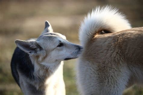 Dog Butt Sniffing Explained Why Dogs Smell Each Others Butts And